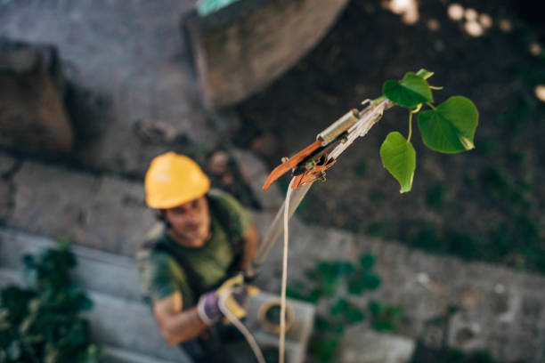 How Our Tree Care Process Works  in Lower Grand Lagoon, FL